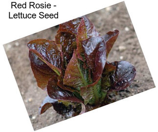 Red Rosie - Lettuce Seed