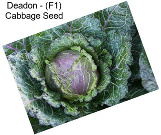 Deadon - (F1) Cabbage Seed