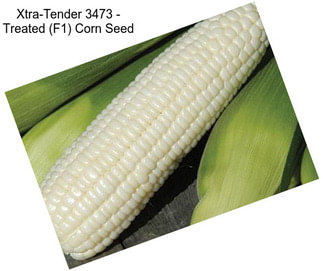 Xtra-Tender 3473 - Treated (F1) Corn Seed