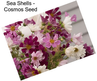 Sea Shells - Cosmos Seed