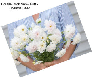 Double Click Snow Puff - Cosmos Seed