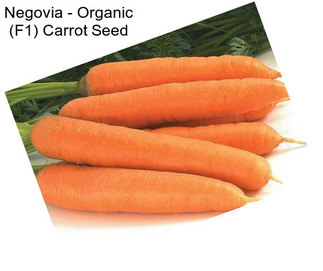 Negovia - Organic (F1) Carrot Seed