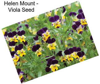 Helen Mount - Viola Seed