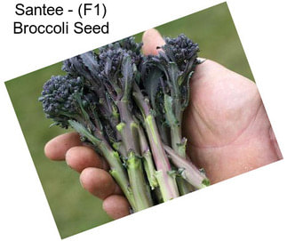 Santee - (F1) Broccoli Seed