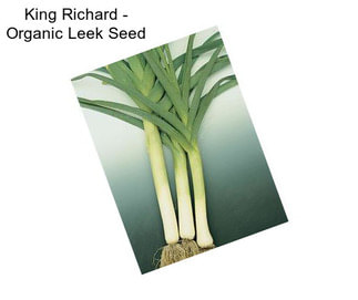 King Richard - Organic Leek Seed