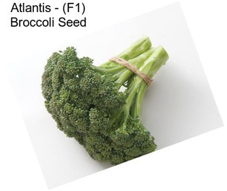 Atlantis - (F1) Broccoli Seed