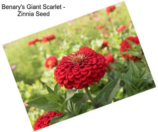 Benary\'s Giant Scarlet - Zinnia Seed