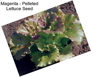 Magenta - Pelleted Lettuce Seed