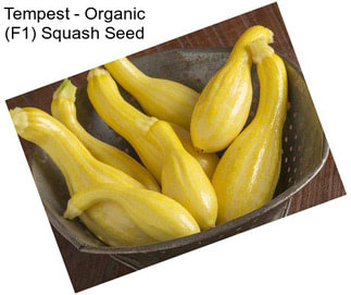 Tempest - Organic (F1) Squash Seed