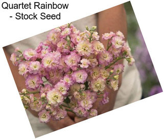 Quartet Rainbow - Stock Seed
