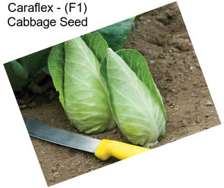 Caraflex - (F1) Cabbage Seed