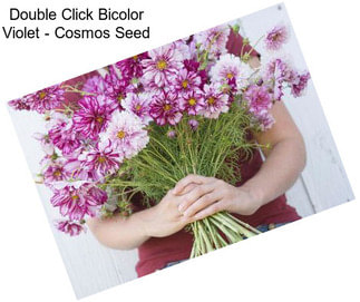 Double Click Bicolor Violet - Cosmos Seed