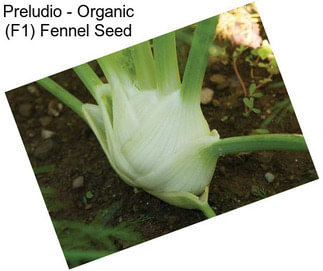 Preludio - Organic (F1) Fennel Seed