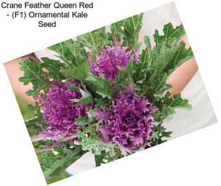 Crane Feather Queen Red - (F1) Ornamental Kale Seed