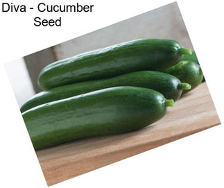 Diva - Cucumber Seed