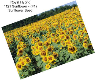 Royal Hybrid 1121 Sunflower - (F1) Sunflower Seed