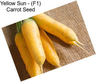 Yellow Sun - (F1) Carrot Seed