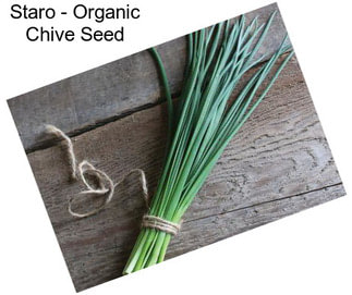 Staro - Organic Chive Seed