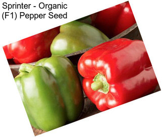 Sprinter - Organic (F1) Pepper Seed