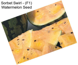 Sorbet Swirl - (F1) Watermelon Seed