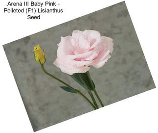 Arena III Baby Pink - Pelleted (F1) Lisianthus Seed