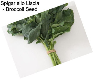 Spigariello Liscia - Broccoli Seed