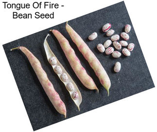 Tongue Of Fire - Bean Seed