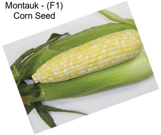 Montauk - (F1) Corn Seed