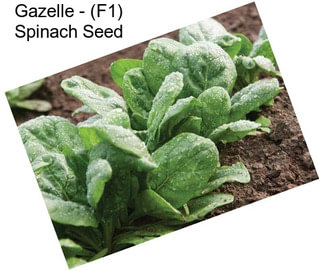 Gazelle - (F1) Spinach Seed