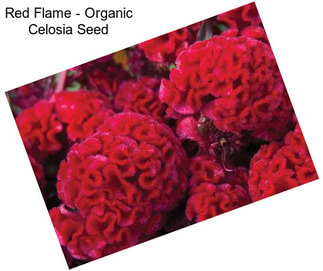 Red Flame - Organic Celosia Seed