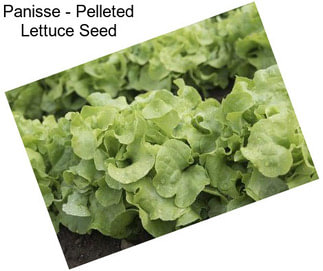 Panisse - Pelleted Lettuce Seed