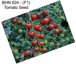 BHN 624 - (F1) Tomato Seed