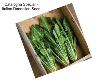 Catalogna Special - Italian Dandelion Seed