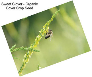 Sweet Clover - Organic Cover Crop Seed