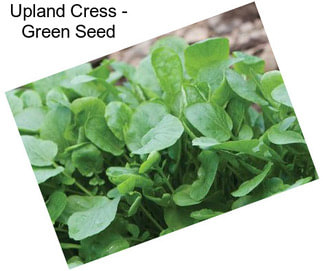 Upland Cress - Green Seed