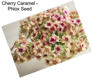 Cherry Caramel - Phlox Seed