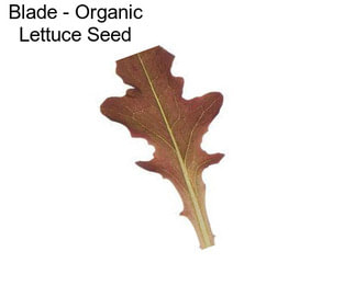 Blade - Organic Lettuce Seed