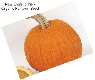 New England Pie - Organic Pumpkin Seed