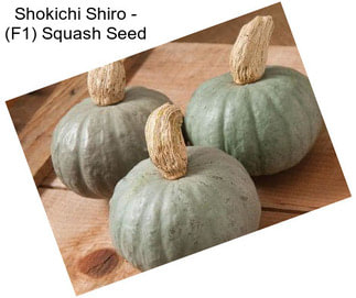 Shokichi Shiro - (F1) Squash Seed