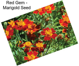 Red Gem - Marigold Seed