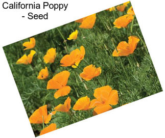 California Poppy - Seed