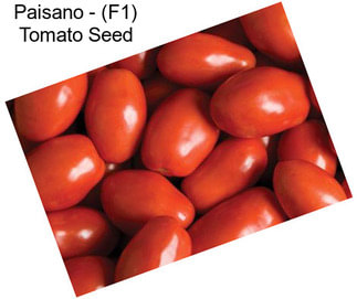 Paisano - (F1) Tomato Seed