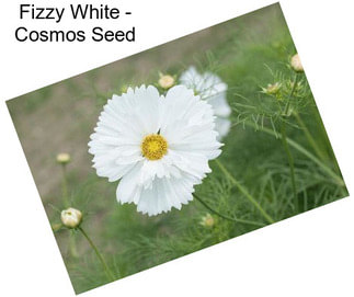 Fizzy White - Cosmos Seed