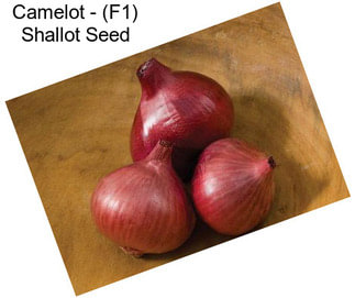 Camelot - (F1) Shallot Seed