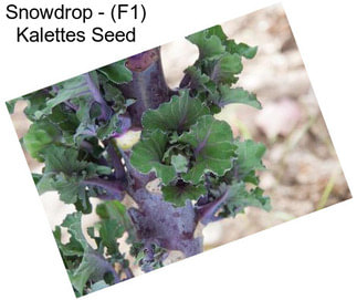 Snowdrop - (F1) Kalettes Seed