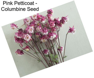 Pink Petticoat - Columbine Seed