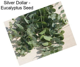 Silver Dollar - Eucalyptus Seed