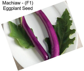 Machiaw - (F1) Eggplant Seed