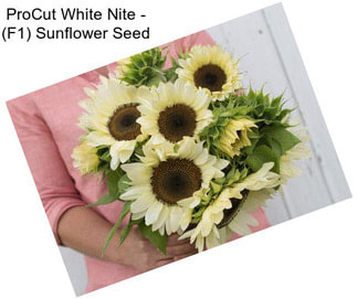 ProCut White Nite - (F1) Sunflower Seed