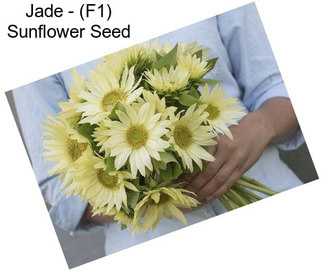 Jade - (F1) Sunflower Seed